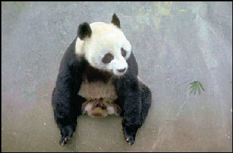 20080318-Chengdu-panda Nolls.jpg